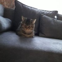 elvangulin (@elvangulin) Twitter profile photo