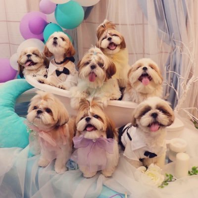 シーズー10頭大家族 🐶こてつ(パパ) 🐶こうめ(ママ) 🐶こはく(長女) 🐶こじろう(長男) 🐶こむすび(次男) 🐶こぱん(三男) 🐶こもも(次女) 🐶こいちご(三女)…𝐚𝐧𝐝🐶こりき🐶こんぶ 🌈2023.03.02こつぶ🐶໒꒱ 🌈2023.03.05こしあん🐶໒꒱