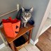 ScubaCat (@jennifersklena1) Twitter profile photo ScubaCat (@jennifersklena1) Twitter profile photo