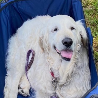 TDMellie2019's profile picture. Independent; not afraid to rescue wild or domestic animals; adopt, don’t shop, particularly the old; love dogs, horses, donkeys, geese, you name it; farm owner