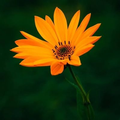 ItstrulyAbhi's profile picture. Indian