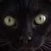 DelilleKeraven's profile picture. 🆘RIEN QUE POUR EUX SVP🆘   🐔🐰🐭🐱🐶🐸🦝🦓🕷️🐠 SIGNER, CLIQUER,  PARTAGER, C'EST LES AIDER ET LES SAUVER. AIDEZ LES SVP. MERCI BEAUCOUP POUR EUX.
