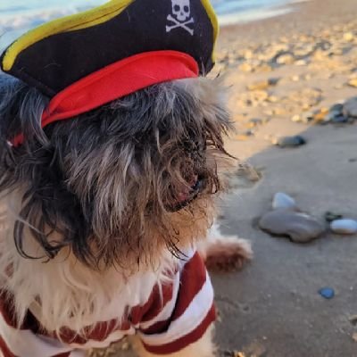 My dog is a pirate. I don't return follow.