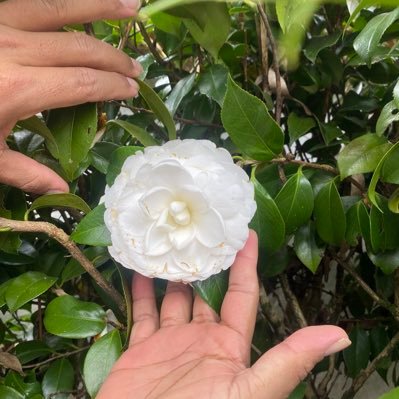 majariseaz's profile picture. 