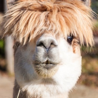 I'm quite intelligent for an alpaca
I can use computers, almost