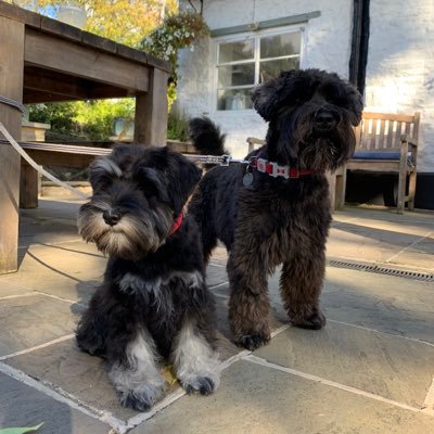A couple of cheeky Mini Schnauzers who love a little chaos and a lot of sleep