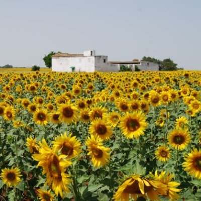 La Asociación Española del Girasol es una asociación sin ánimo de lucro cuya finalidad es promover el cultivo del girasol en España