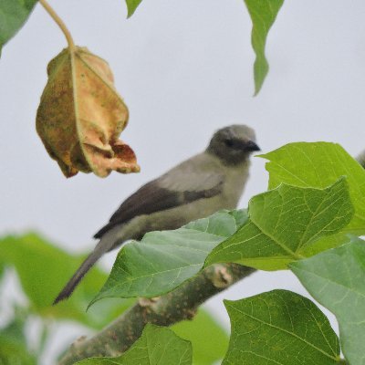 BioBurunga. Mostramos la biodiversidad de plantas  y animales de Burunga-Panama Oeste. #ebird .  
curador de #inaturalistPa.