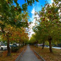 Gezli (@dalishere3) 's Twitter Profile Photo