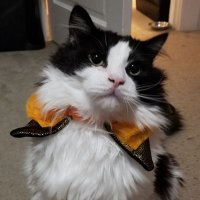 Minmo (MOVING - SEE PINNED π) (@minmothecat) 's Twitter Profile Photo Minmo (MOVING - SEE PINNED π) (@minmothecat) 's Twitter Profile Photo