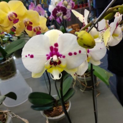 sol_hartisima's profile picture. Invisible sun ☀️