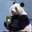 panda_gv