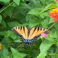 Flutterby 🪷 (@ginjen_8) 's Twitter Profile