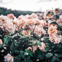 ぼん🌵 (@bon_photo_) 's Twitter Profile Photo ぼん🌵 (@bon_photo_) 's Twitter Profile Photo