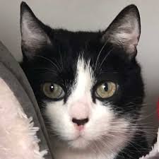 KADANA41816463's profile picture. 猫が好きです