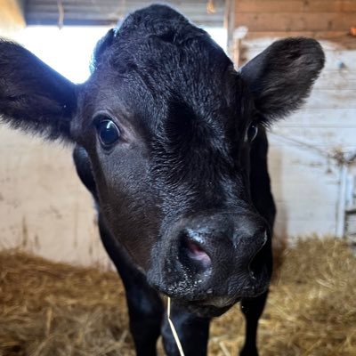 牛飼いの孫🐃牛のこと勉強中✍