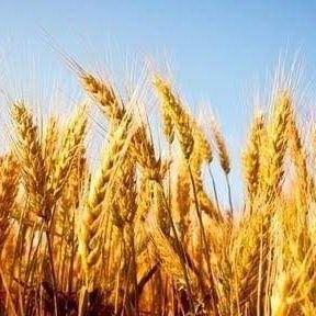 BughtiZain's profile picture. 