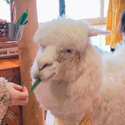 灯さんのプロフィール画像