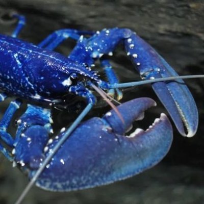 I’m a rare Blue Lobster that plays DayZ.