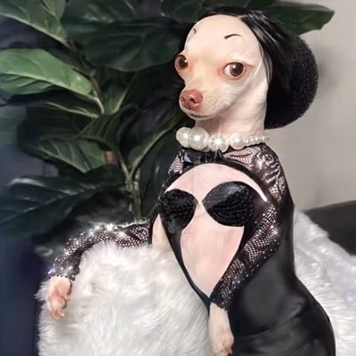 Stinkyrattictok on tiktok