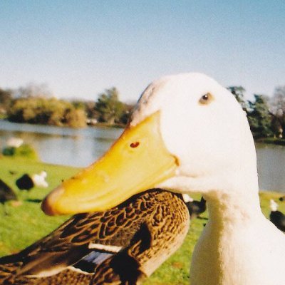 beefcigarettes's profile picture. #TridentsUp
#Flames