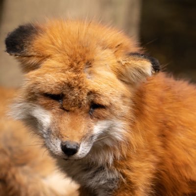 Natsuの人🦊さんのプロフィール画像