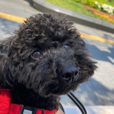 shin_cos_tan_'s profile picture. アメリカ語難しすぎて泣く
