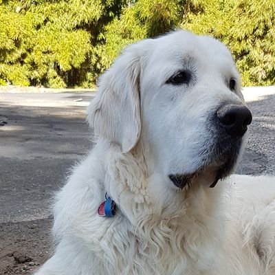 I hate lies, corruption and the LNP! A fair country for everyone, Lefty, atheist and animal lover, I have 2 gorgeous Golden Retrievers! NO DMs !! 🐀😷🐕🍺