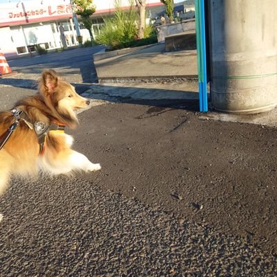 ViShelPi's profile picture. ヾ(*´∇｀*)