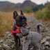 French Bulldog (@french550) Twitter profile photo French Bulldog (@french550) Twitter profile photo