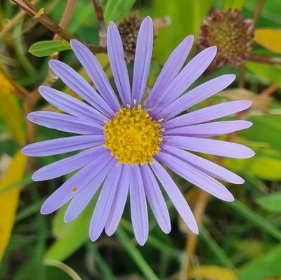 love nature and humans
and especially every mother in the world
hope everyday
everyone everything be happy #flowers #nature #beautiful