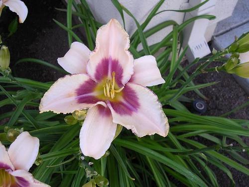 avonbymariam's profile picture. I am a Avon Representative in Morgan Hill, CA.  If you live in Silicon Valley area & would like to see a brochure drop me a line.  Please visit my website http: