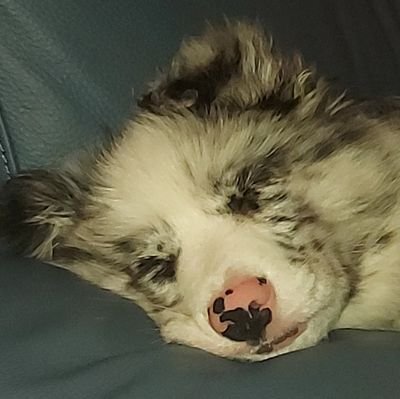 My name is Kosmo, I'm a Boarder Collie puppy. I'm training to be a Search & Resuce Dog, by using my pink & black nose to find the 'Dogsbody' & my favourite toy.