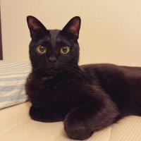 ビールと猫と🍺🐈‍⬛(@mikkeller_cat) 's Twitter Profile Photo