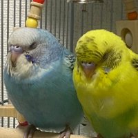 ころりん (@fa45gr) 's Twitter Profile