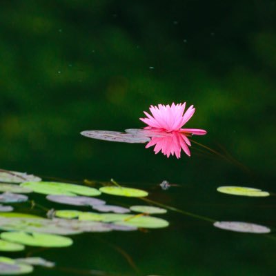 yasuyo_japanese's profile picture. 令和4年日本語教育検定試験に合格💮令和4年1月日本語教師養成講座420時間修了 。趣味は写真撮影 グループ写真展開催 令和4年写真コンクール優秀賞受賞 尺八中伝 2023/7マレーシアクアラルンプール演奏会に出演 2023/4放送大学人間と文化コースに３年編入学   #放送大学