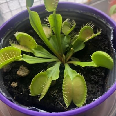 heretic_ask's profile picture. 通信大学で心理学専攻中の社会人。癒しをオチして頑張れるのか。