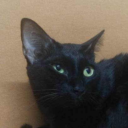 namcharinn's profile picture. บ้านเลี้ยงแมวดำ