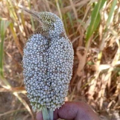 Hamed53333240's profile picture. Mohammed