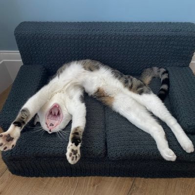 AmoInTheKnow's profile picture. 