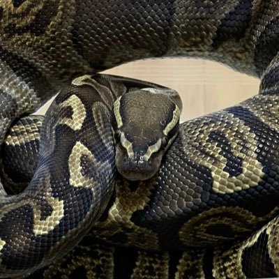 R87145339's profile picture. カーペットパイソ、特にジャングルが好きです。最近カナヘビにはまっていまーす。第一種動物取扱業有 栃木県動愛セ 24販第032号