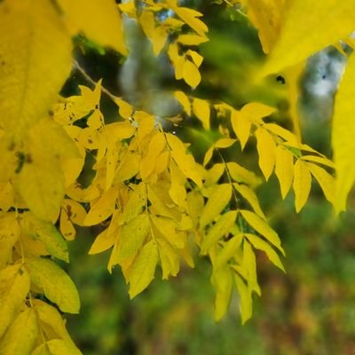 An interdisciplinary @NERCscience project investigating multiple threats to ash in the UK. Stakeholder opinions are at the centre of our modelling approach.