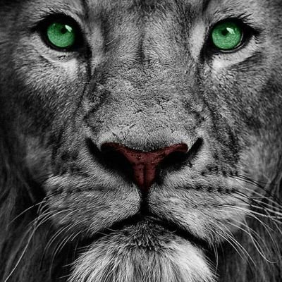 JoseRondon016's profile picture. 