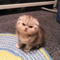 ๐ญ:โ -โ ) (@imyourjen_) 's Twitter Profile
