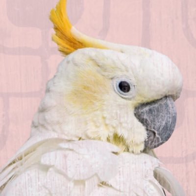 ▶︎みんはや/料理/漫画 ▶︎大抵いろいろ間違えてます ▶︎何とかこのまま逃げ切りたい ▶︎お口に合えばよろしくお願いします