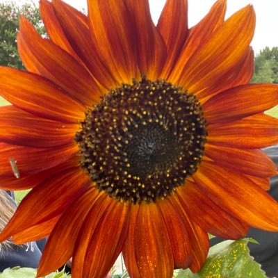 foxbody_mom's profile picture. 