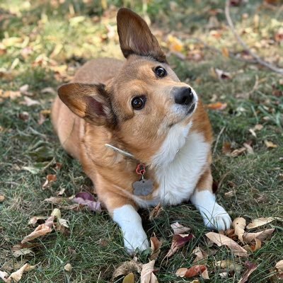 Shitposting and dogs. Application security person, software developer, corgi dad, solar warlock, gamer, and general nerd. He/him. @vidmaster.net on bloo site