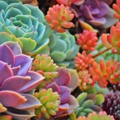 The prime destination for succulent lovers
follow us👉https://t.co/xlBGSbDgIj