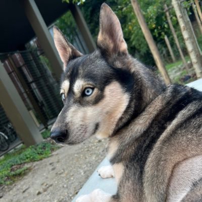 OGLaMenax's profile picture. graphie