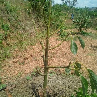 Leonntwari1's profile picture. I am realistic